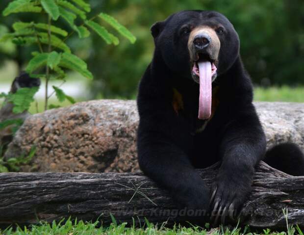 Малайский медведь медведь, Малайский