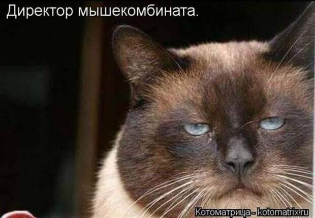 Котоматрицы(картинки с надписями)