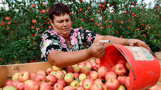 Повара рассказали, на что потратить яблочные запасы