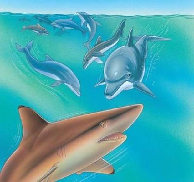 Коллектив против одиночки? Почему акулы боятся дельфинов?