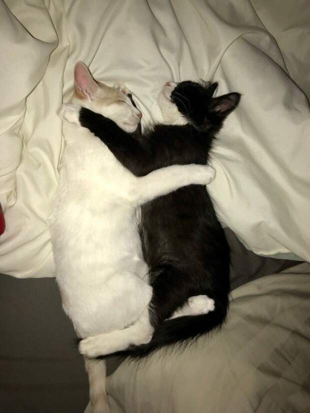 Без кота и жизнь не та