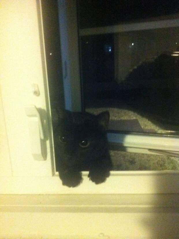 Без кота и жизнь не та