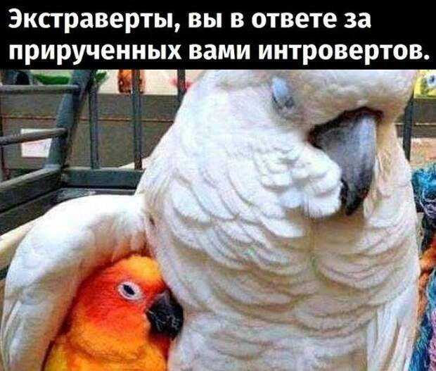 Свежие мемы на сегодняшний день (четверг)