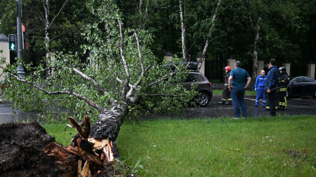 Поваленные деревья и человеческие жертвы: на Москву обрушился ураган «Эдгар»