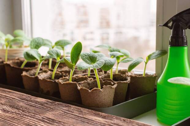 Агроном перечислил основные ошибки новичков при выращивании рассады