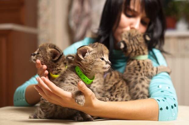 Домашний Сервал (domestic Serval)