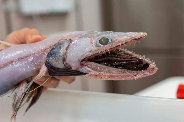 Около Австралии поймали считавшуюся вымершей рыбу без лица австралия, без лица, в мире, добыча, рыба, рыбалка, улов