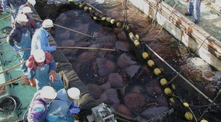 10 поразительных способов применения медуз