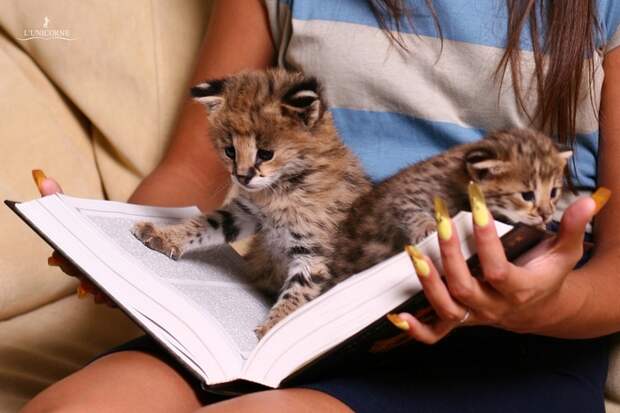 Домашний Сервал (domestic Serval)