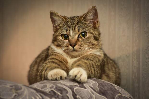 Что делают кошки: 5 странных поступков, которые вызывают недоумение