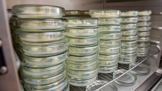 В полном агаре: в РФ создали биочернила для печати растительной пищи