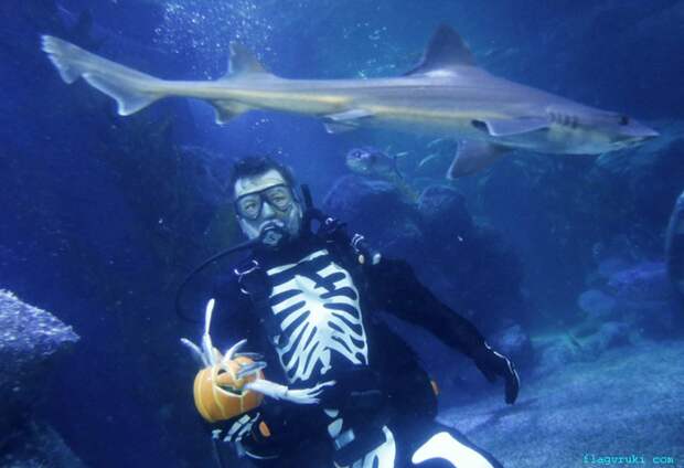 Дайвер в костюме скелета кормит рыбок в аквариуме «Морская жизнь» в Берлине, Германия.