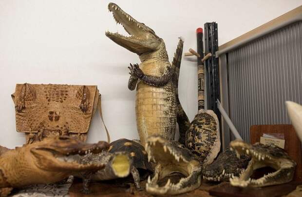 Чучела крокодилов, а также изделия из их кожи Хитроу, аэропорт, великобритания, животные, контрабанда, конфискат, таможня