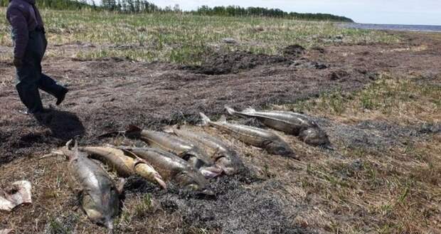 ФСБ России задержали двух браконьеров - улов на 5,7 миллиона