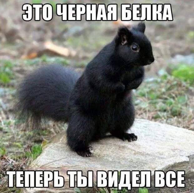 картинки прикольные смешные (17)