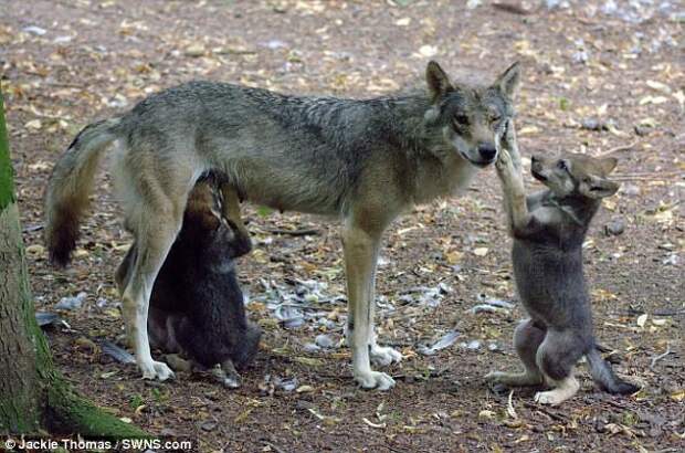 Сотрудники британского зоопарка вынужденно застрелили волчицу-мать пятерых волчат видео, волки, волчата, животные, зоопарк, мир, фото, хищники