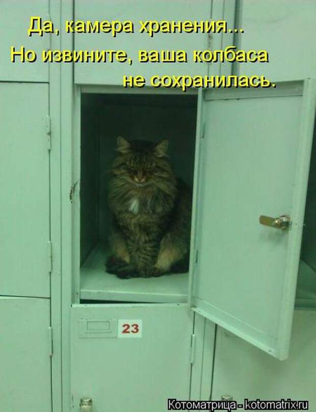 Котоматрицы(картинки с надписями)