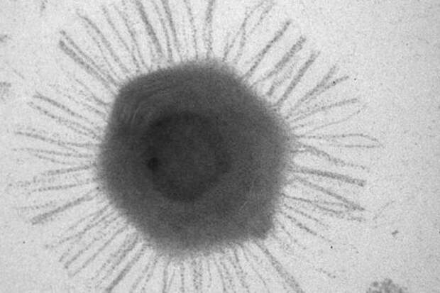 На дне Марианской впадины нашли образцы полезных гигантских вирусов