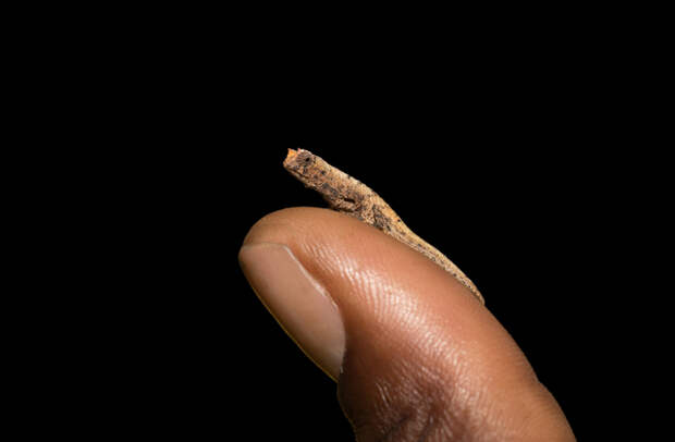 Микрохамелеон (Brookesia micra) на спичечной головке