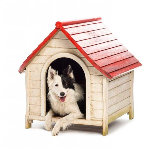 Best Dog House