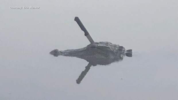 В техасском озере плавает крокодил с ножом в черепе