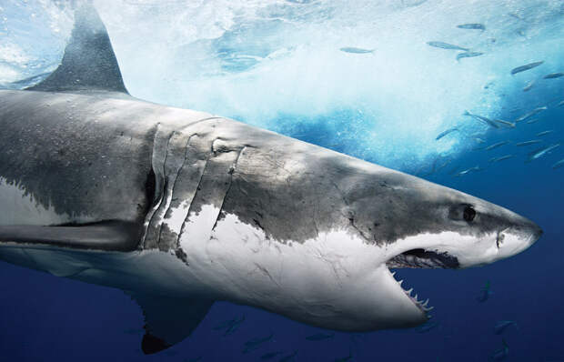 Картинки по запросу акулы в тихом океане