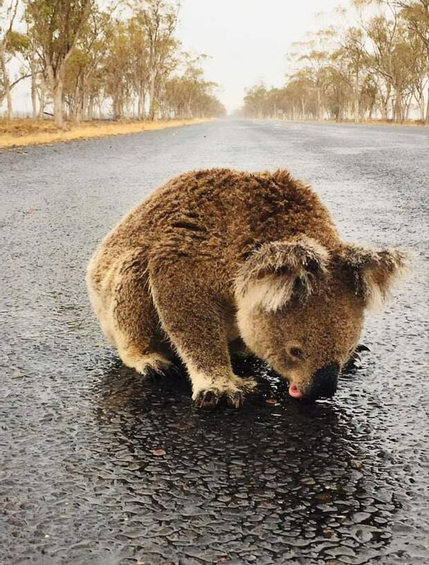 Измученная коала пьет воду прямо на дороге