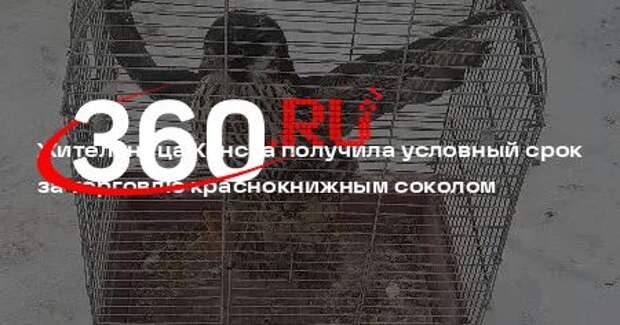 Жительница Канска получила условный срок за торговлю краснокнижным соколом