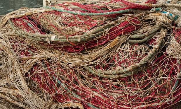 С 1 сентября жители Архангельской области смогут ловить горбушу для личного потребления