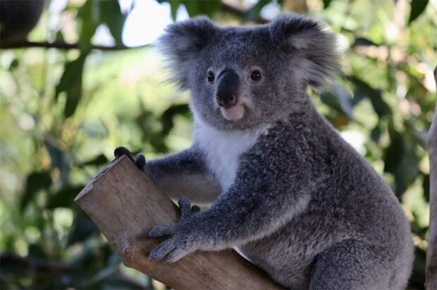 Необычные друзья — коала и вомбат