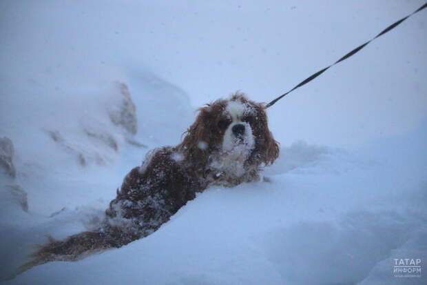 В Управлении ветеринарии Татарстана напомнили о смертельной опасности пива для собак