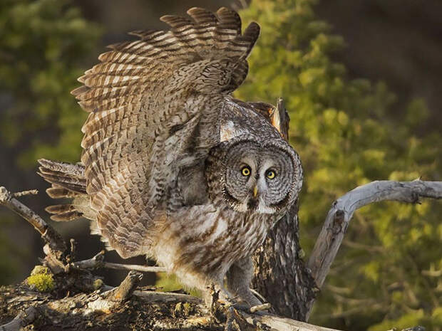 Лучшие фотографии National Geographic апреля 2014