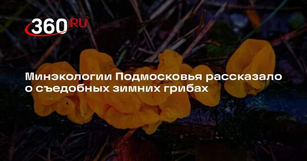 Минэкологии Подмосковья рассказало о съедобных зимних грибах