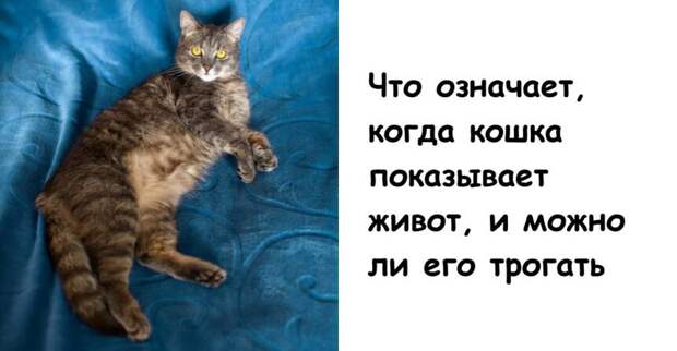 Что означает, когда кошка показывает живот, и можно ли его трогать