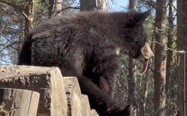 Величественный зверь погрелся на солнышке и показал язык на камеру