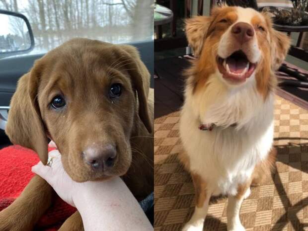 Мимимишность зашкаливает! 25 забавных животных, которые покорят ваши сердца