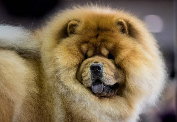 Конкурс собачьей красоты: Westminster Kennel Club 2018