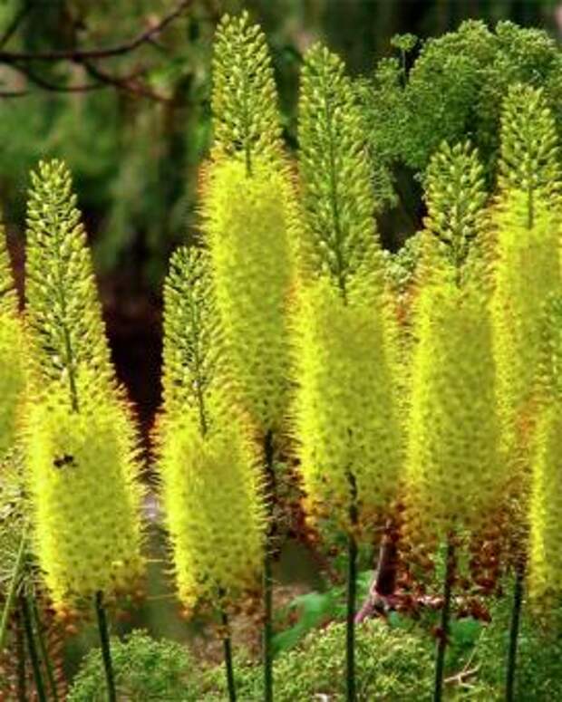 Эремурус желтый (Yellow eremurus)