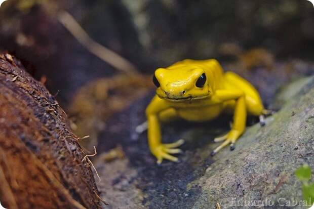 Ужасный листолаз (лат. Phyllobates terribilis)