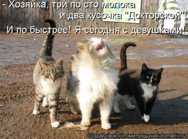 Котоматрицы(картинки с надписями)