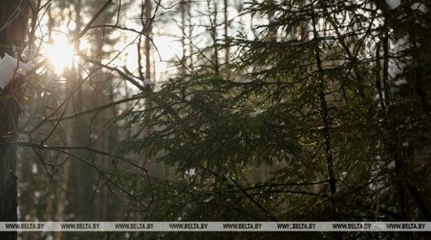 В Бобруйском районе пенсионер заблудился в лесу.