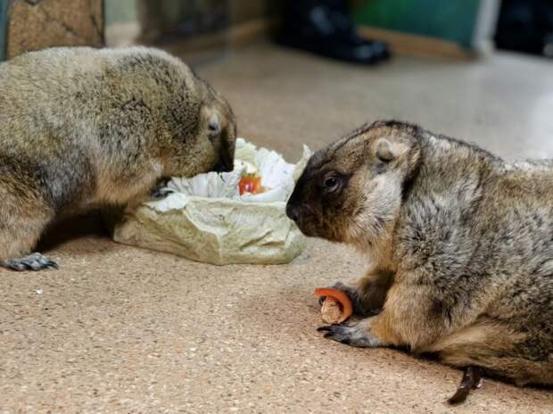 Сурки экзотариума Тулы предсказали раннюю весну с возвратными заморозками