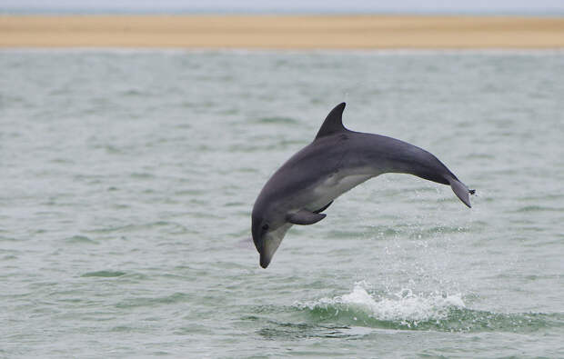 Дельфин в Уолфиш-Бэй