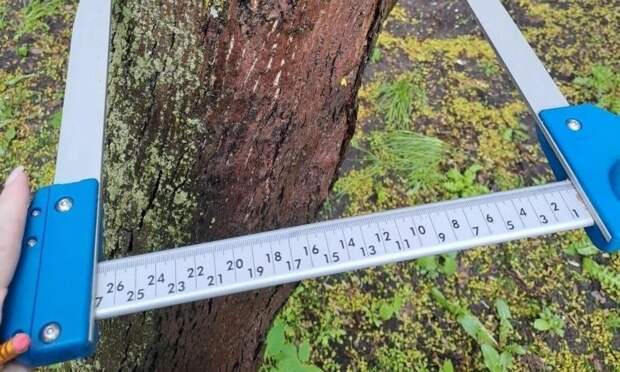 В Северодвинске обследовали почти 28 гектаров зелёных насаждений