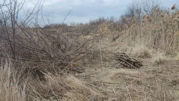 Крымчанин заплатит 100 000 рублей штрафа за незаконную вырубку деревьев