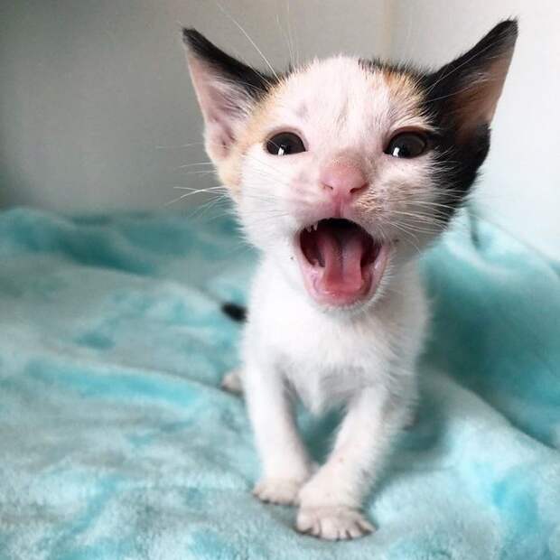 Котенок с открытым ртом Котенок зевает