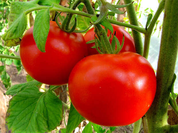 7 способов ускорить созревание томатов