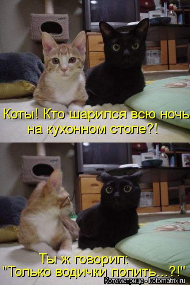 Новые крутые котоматрицы первой недели октября (50 фото) Новые крутые котоматрицы первой недели октября (50 фото)