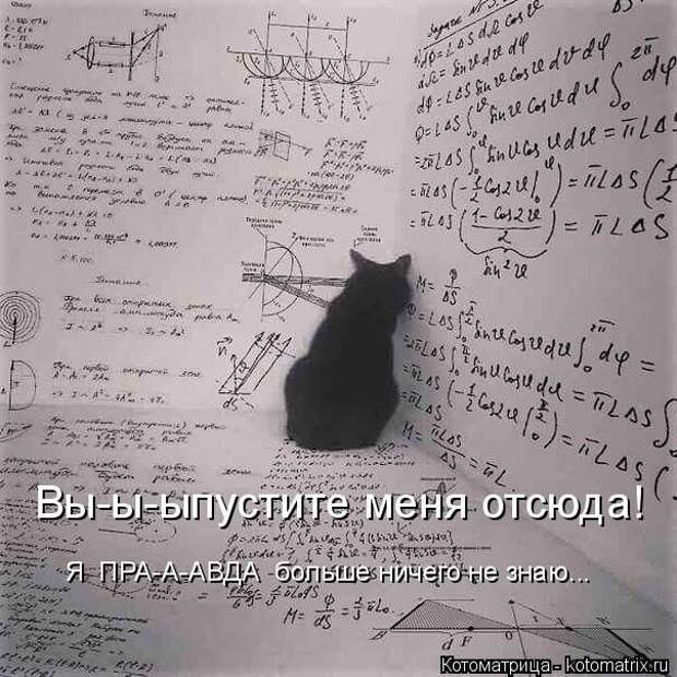 Лучшие котоматрицы недели (50 фото)