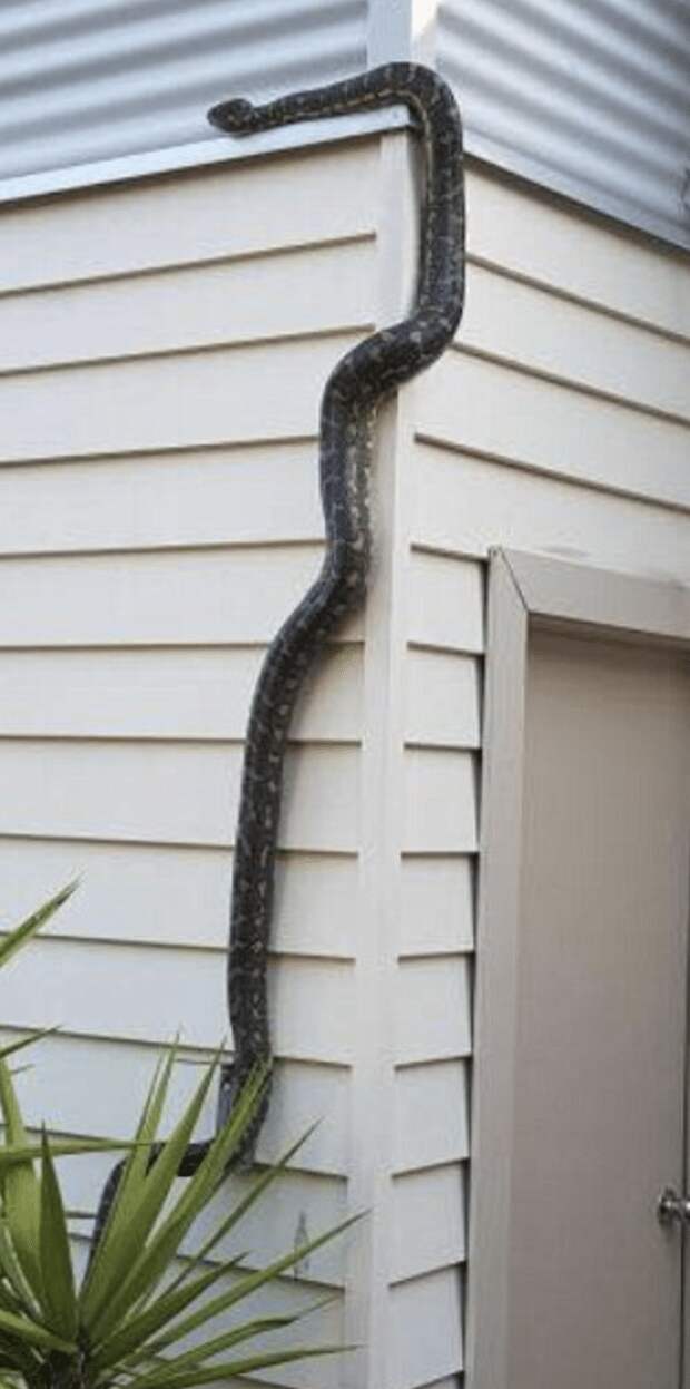 змея лезет по стене